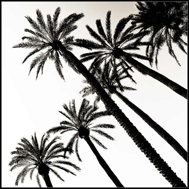 . palmerite .