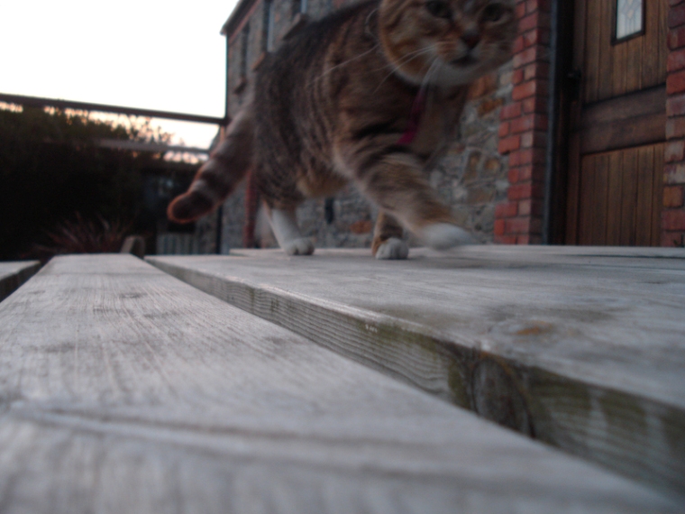 zompettando