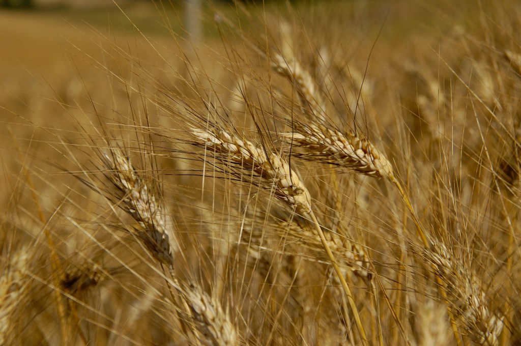 Grano