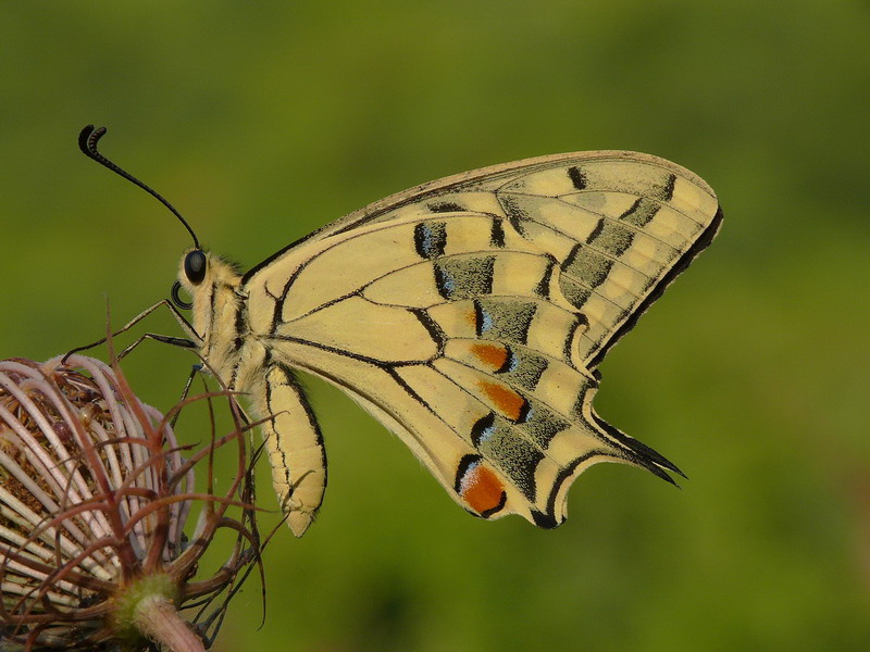 Papilio Macaon 2