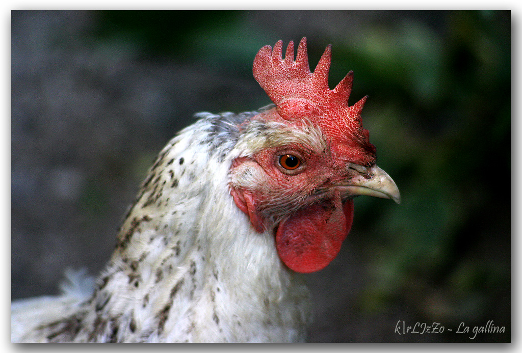 La Gallina