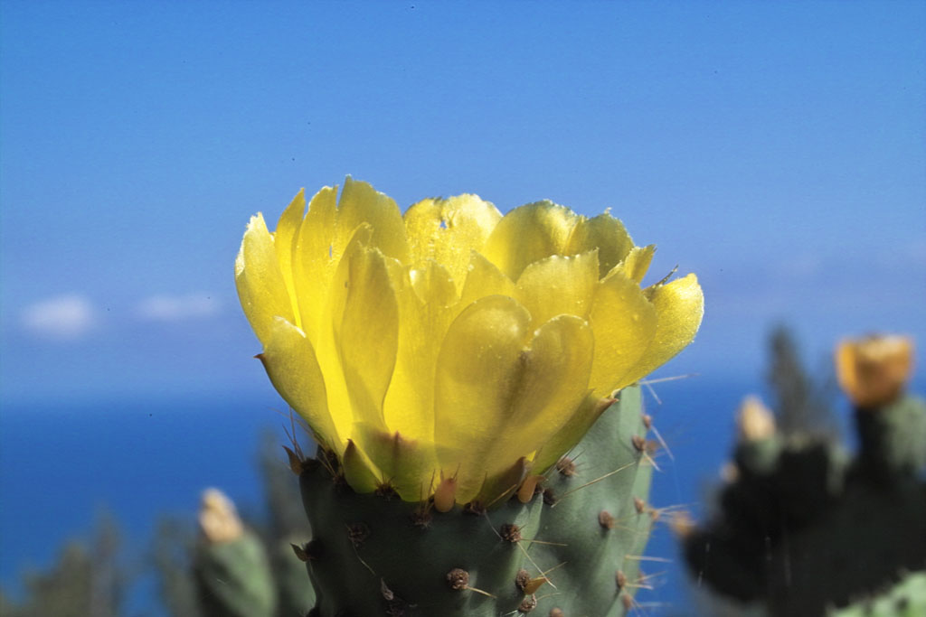 fiore