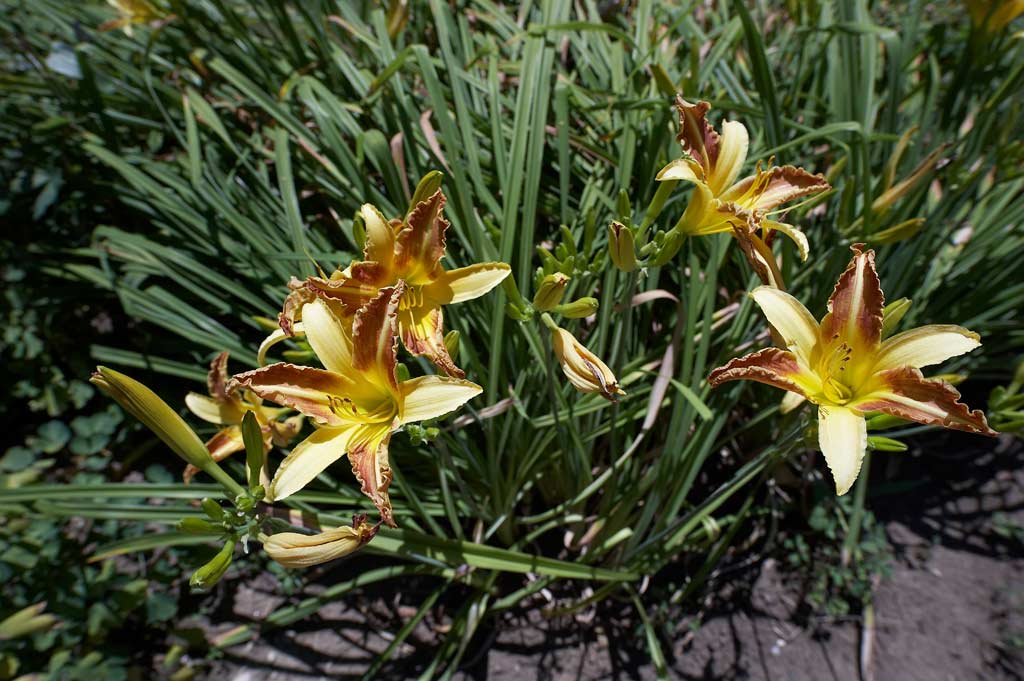 fiori 21 zeiss