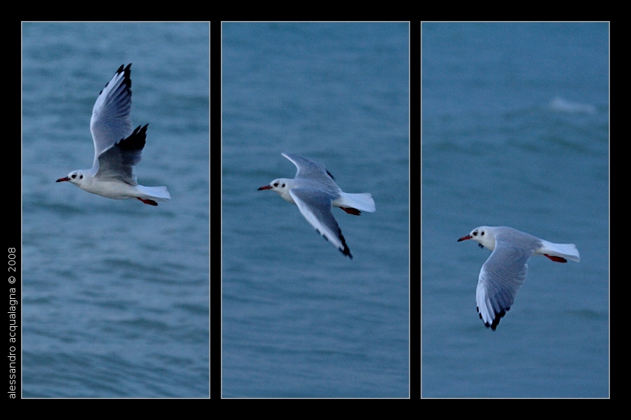 In volo 02