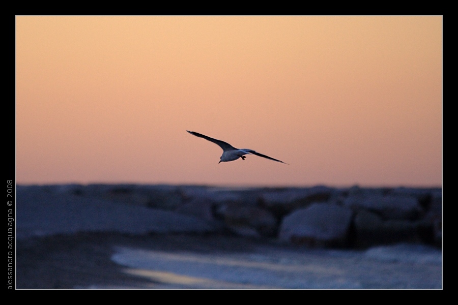 In volo 03
