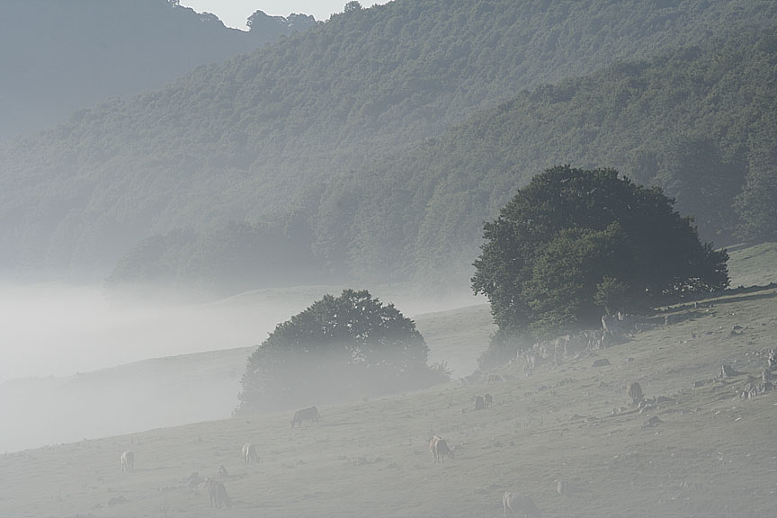 Alberi tra la nebbia