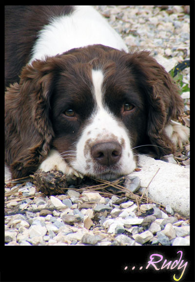 Rudy