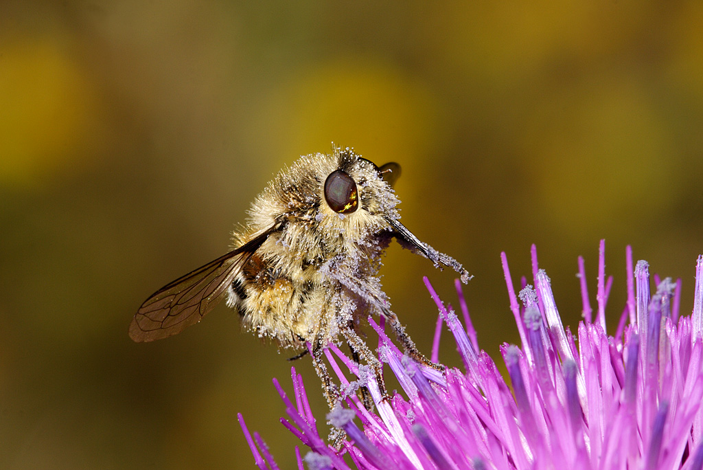 Bombo impollinato