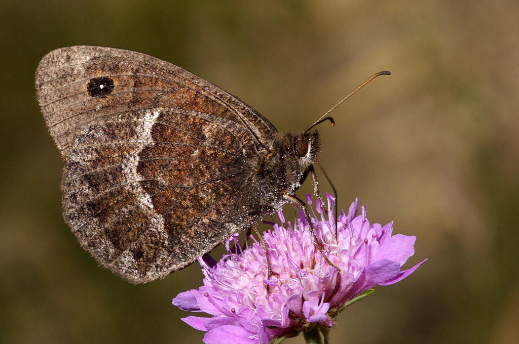 Hipparchia ferula (satyridae)