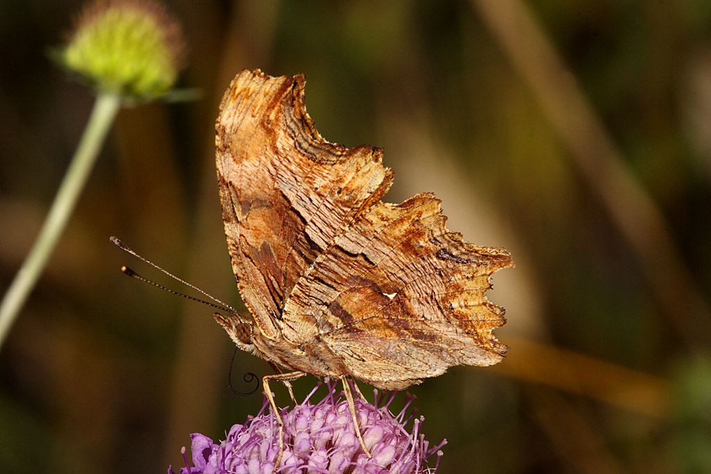 Nymphalis c-album con spiritromba arrotolota