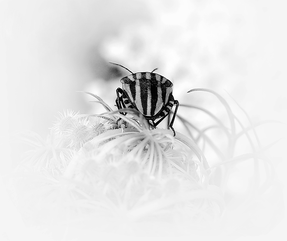 Microcosmos
