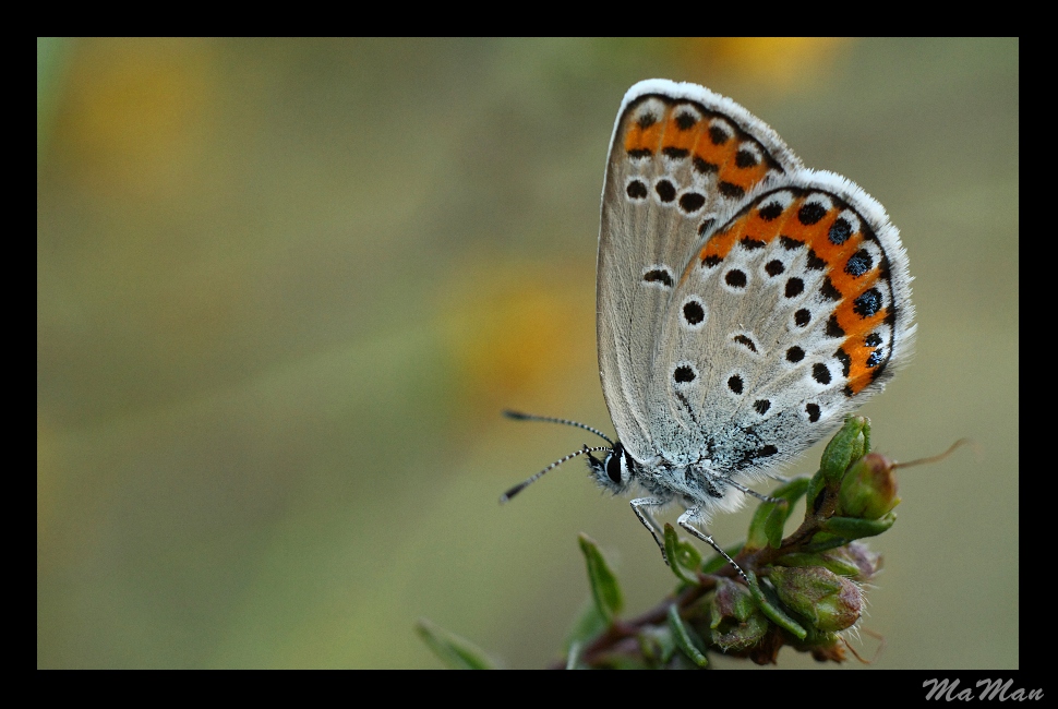Perle blu 2