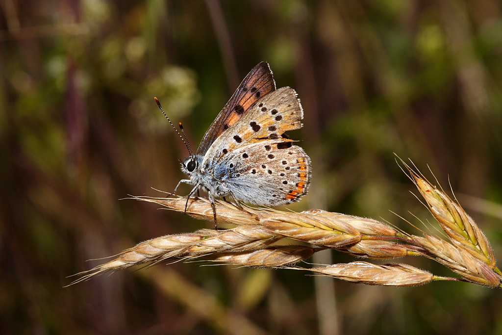 Lycaena alciphron