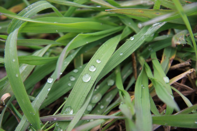 Erba 2