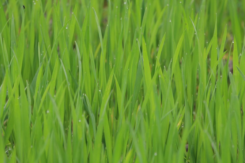 Erba 1