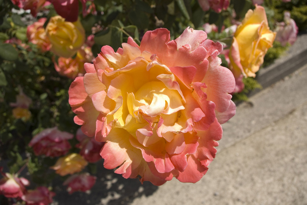 fiore