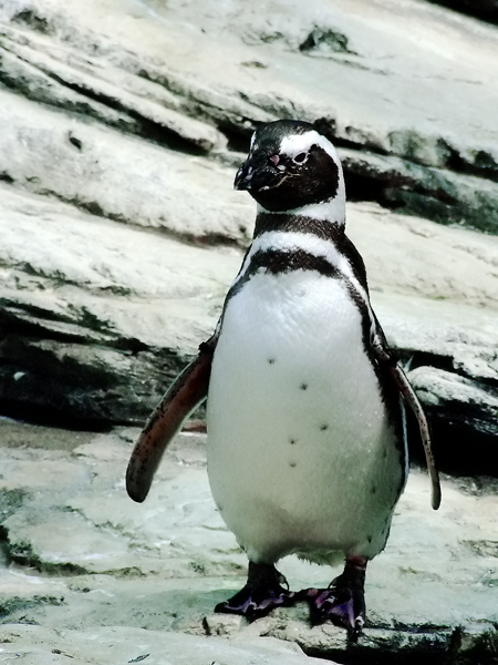 Naturale eleganza