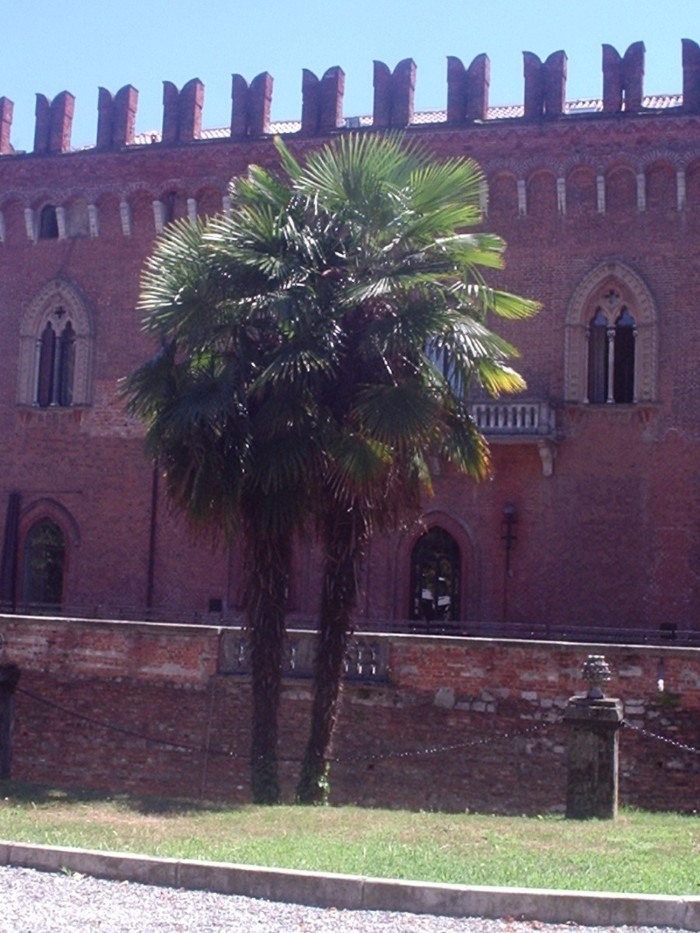una delle tante palme
