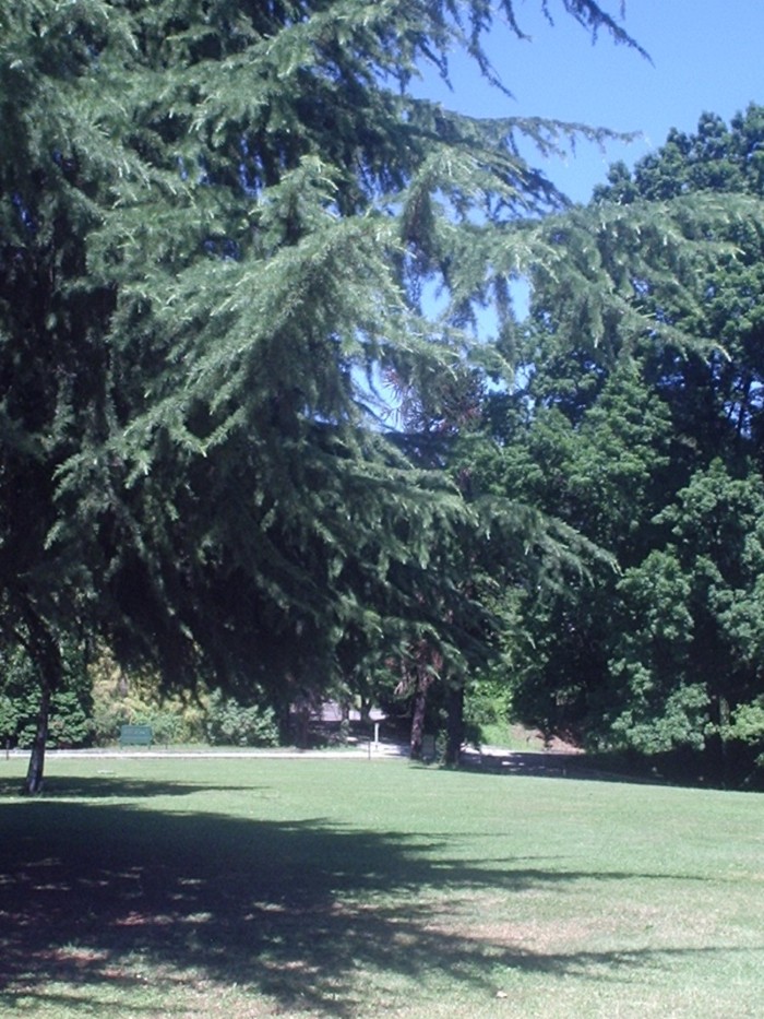 aberi secolari circondano  il parco