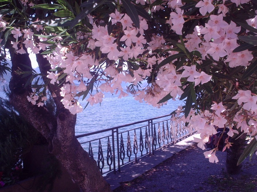 foto fantastica per i colori e  per  idea