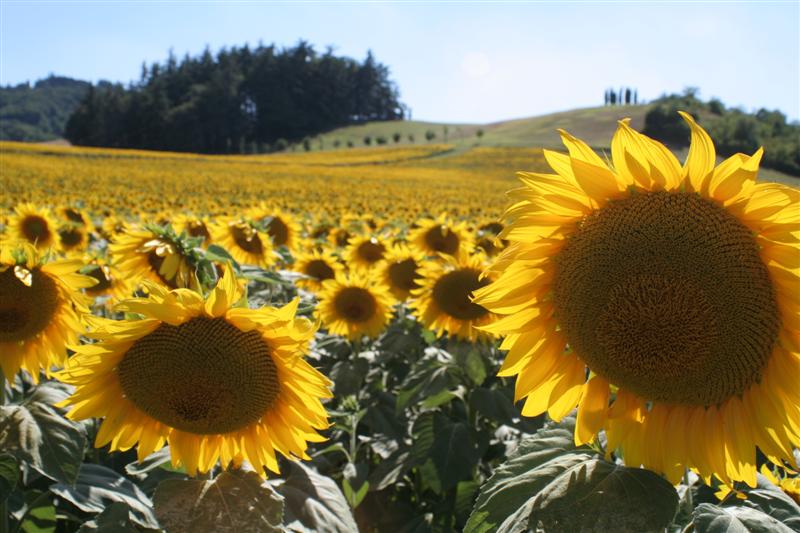 girasoli