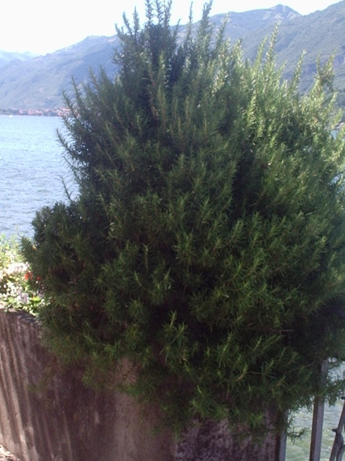 rosmarino lungolago bellagio
