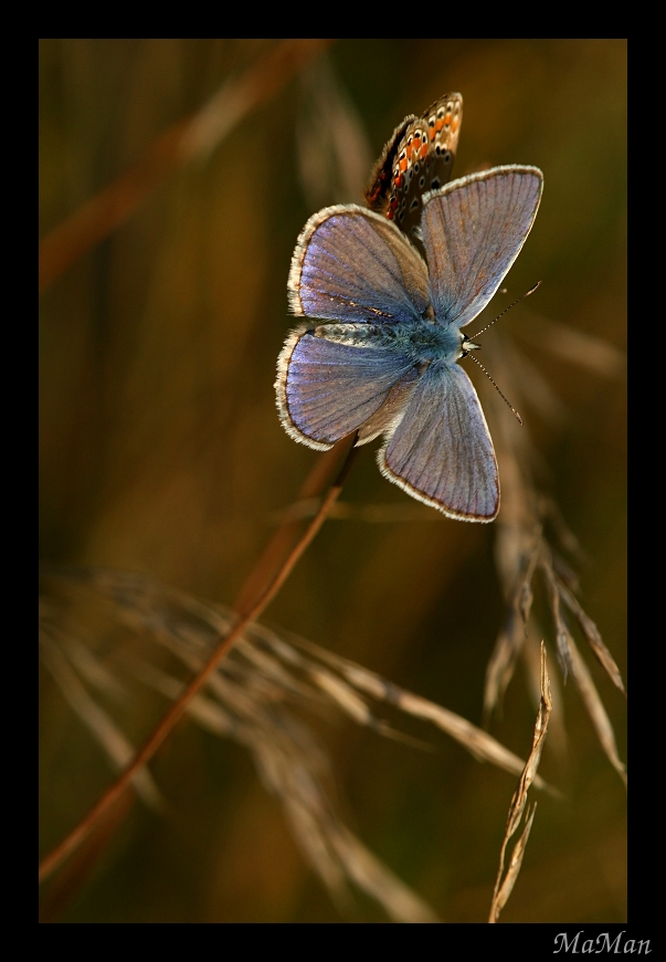 Blulice