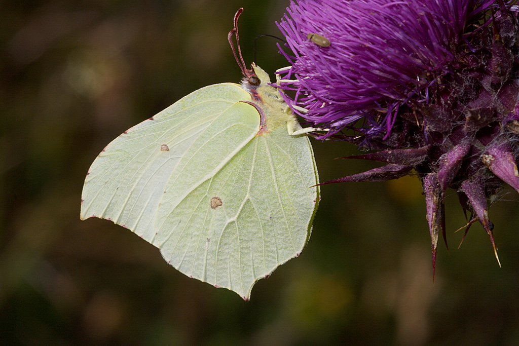 Gonepteryx rhamni