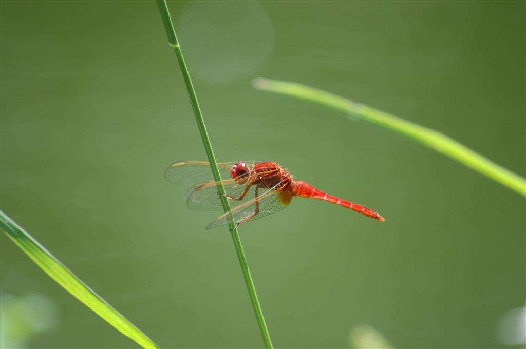 La Signora in Rosso