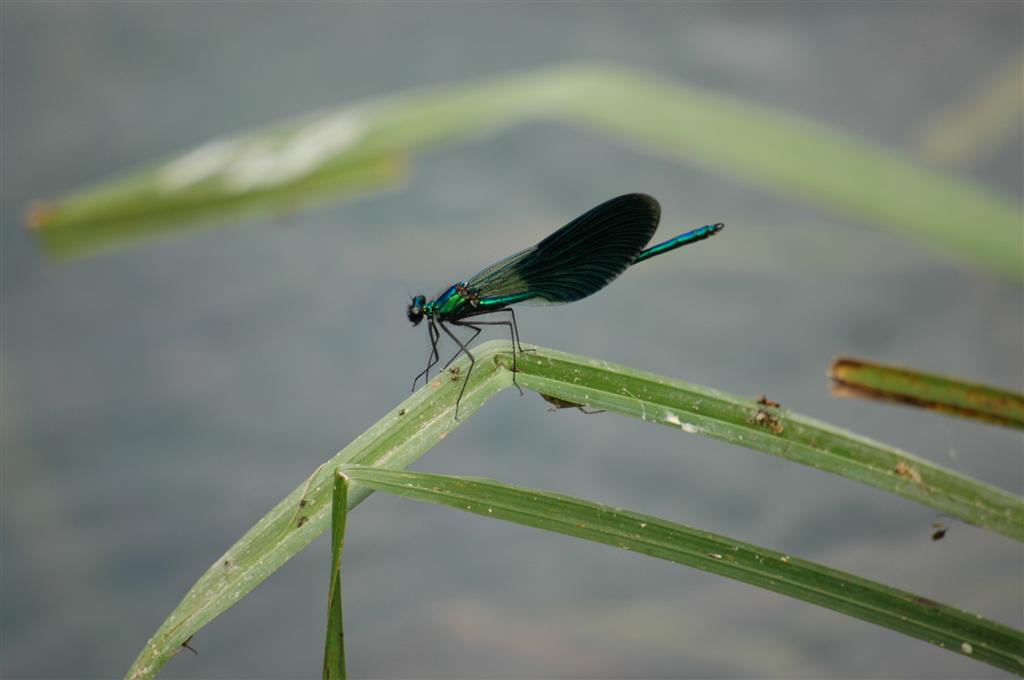 Libellula