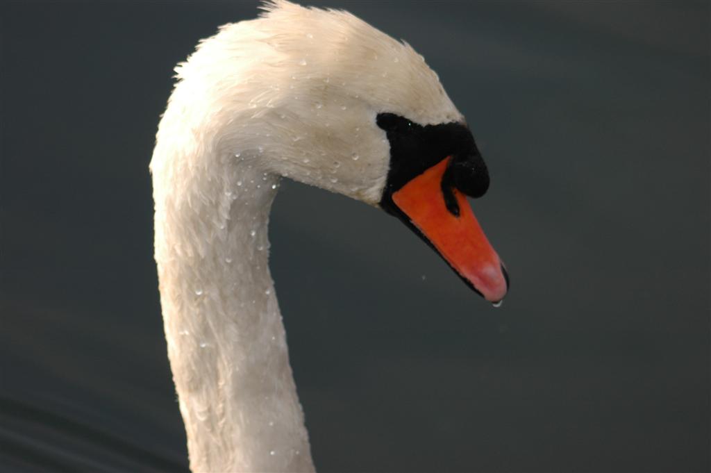 Sono bello!