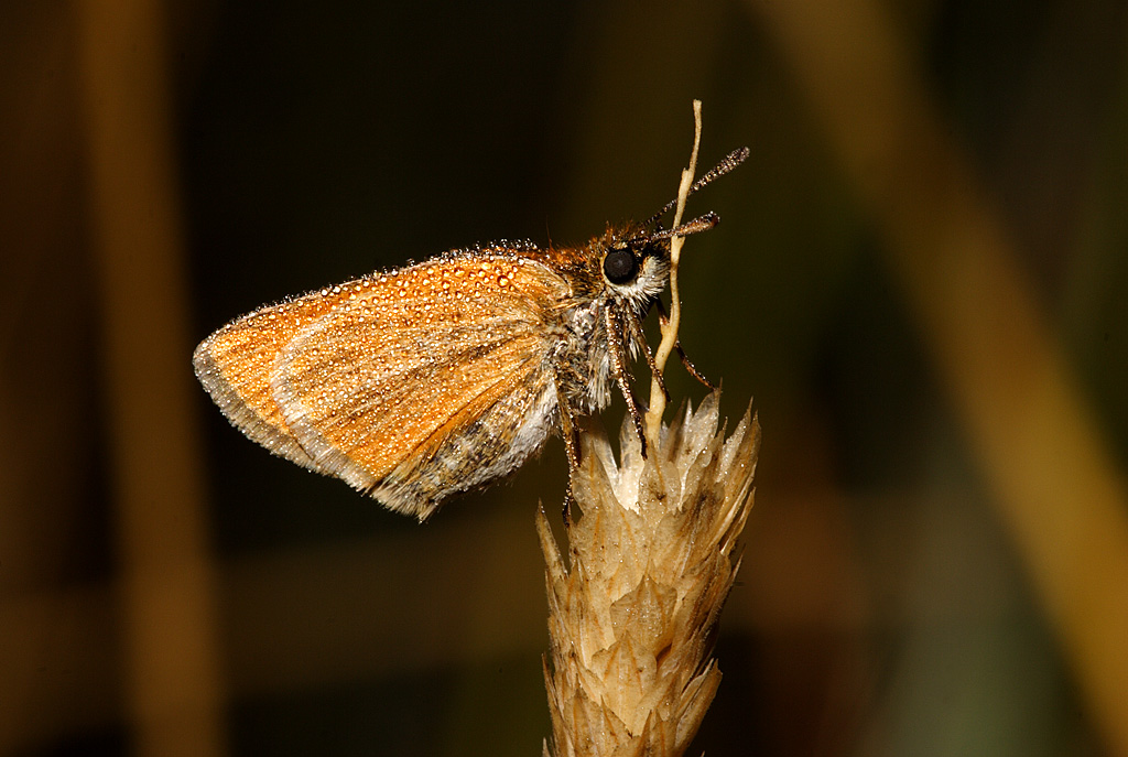 Farfalla