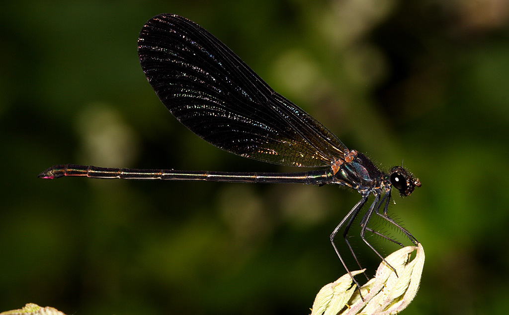 Libellula