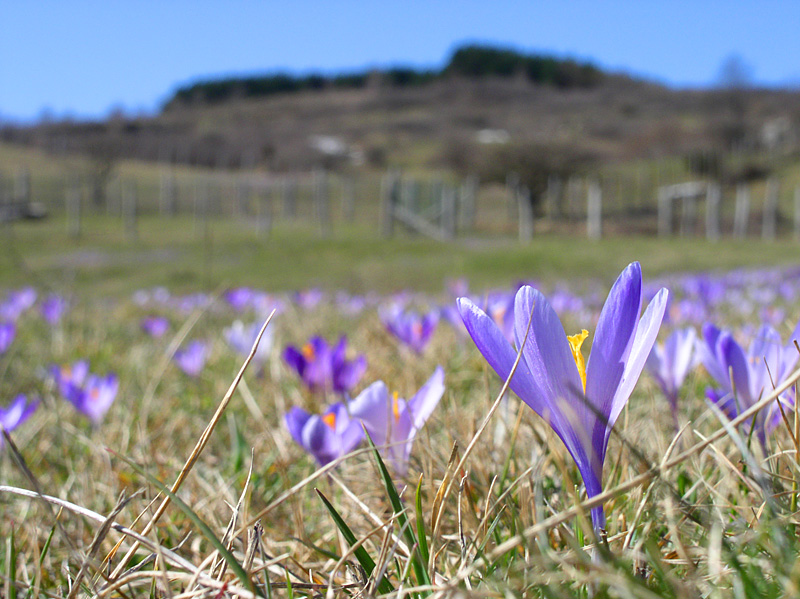 La Primavera