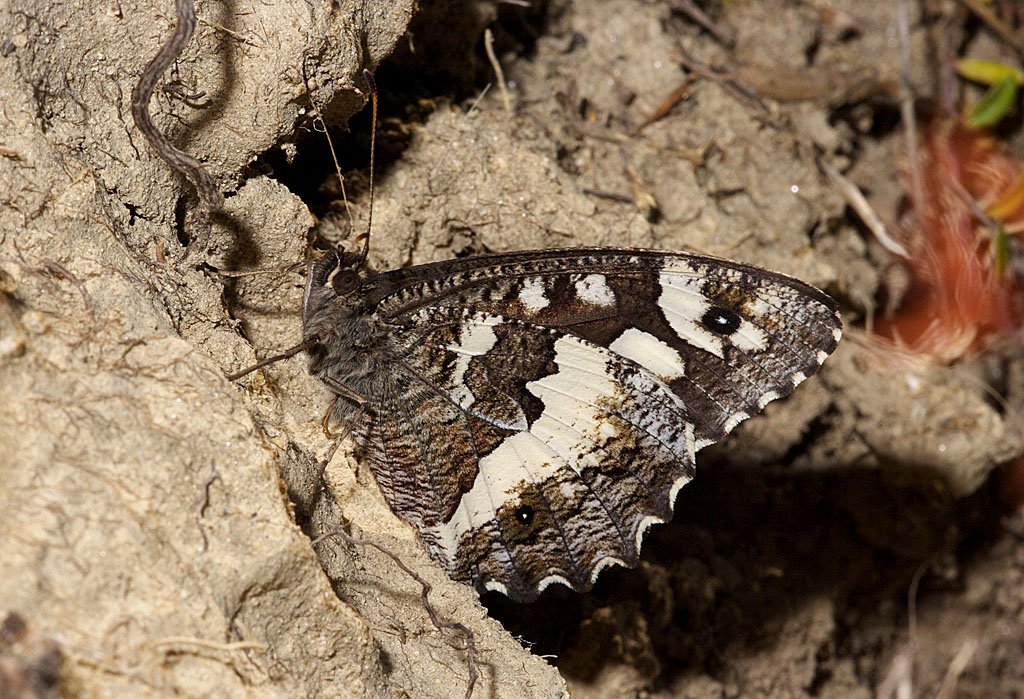 Hipparchia circe