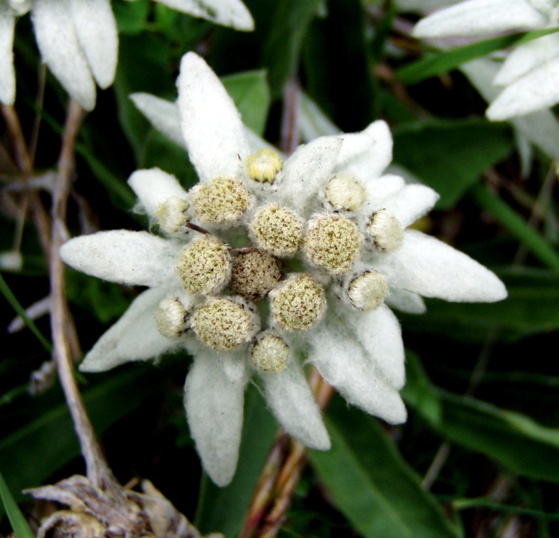 Stella Alpina