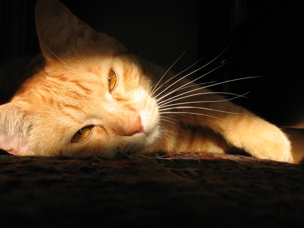 Gatto Tommy