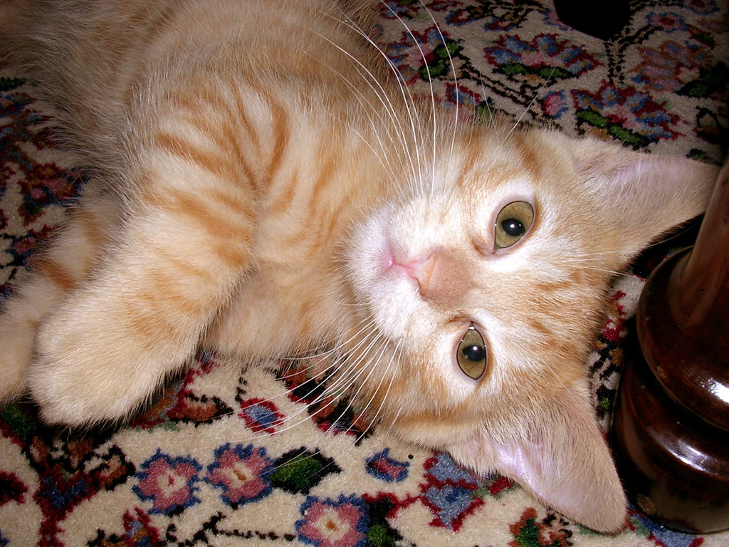 Tommy cucciolo
