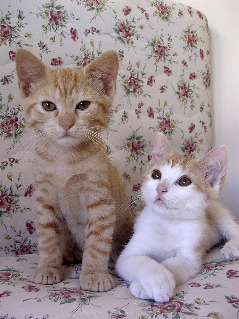 Tommy e Jimmy