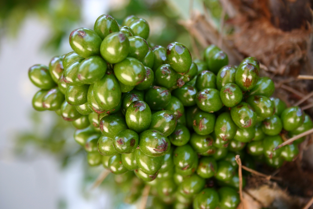 Frutti di palma