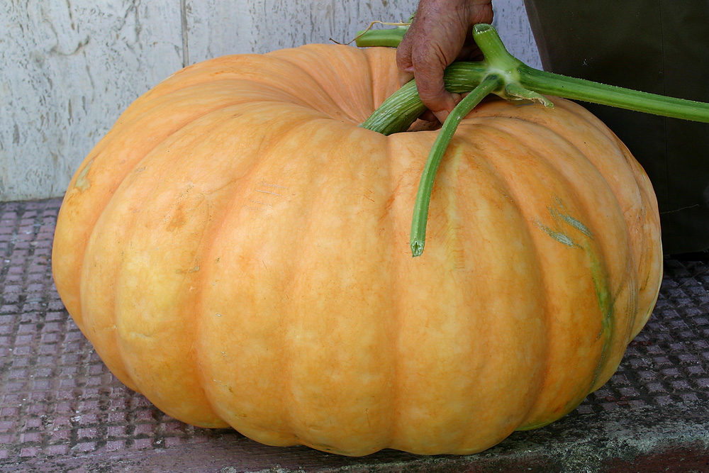 la zucca