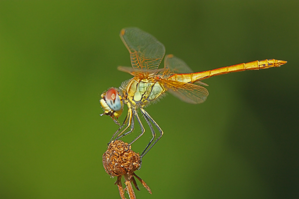 Simpetrum fonscolombii 2
