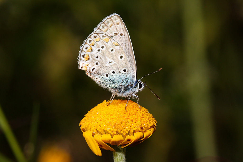Licenide su fiore giallo