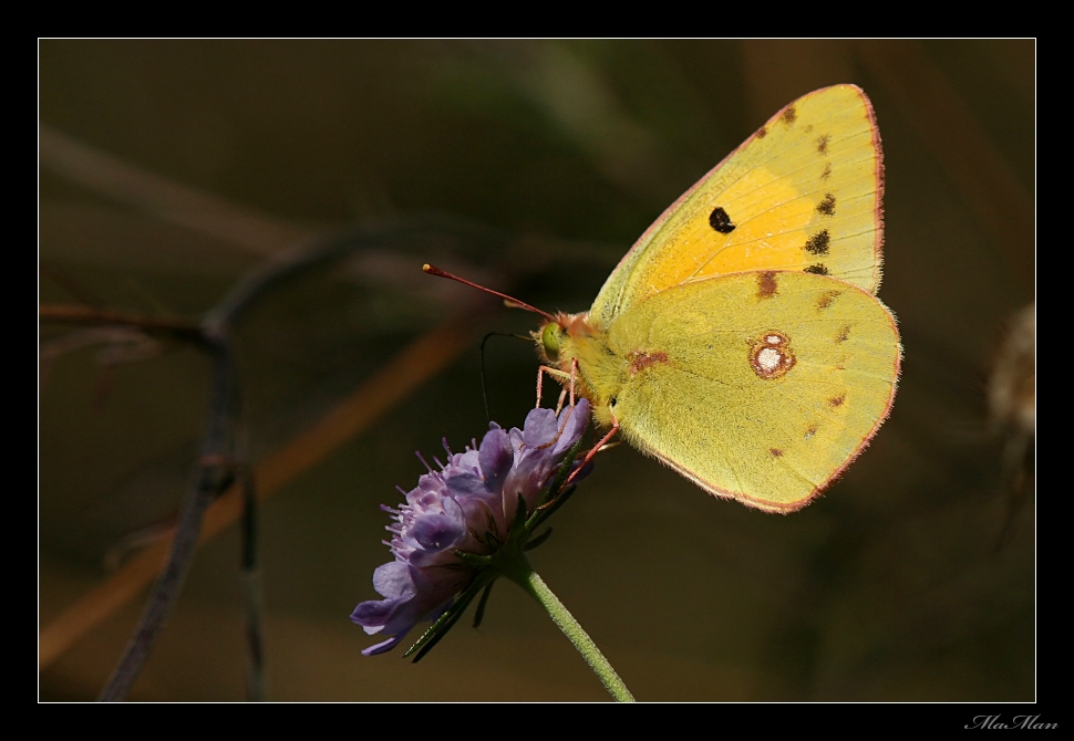 Colias Croceus