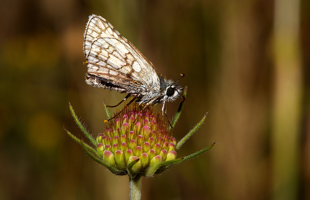 farfalla