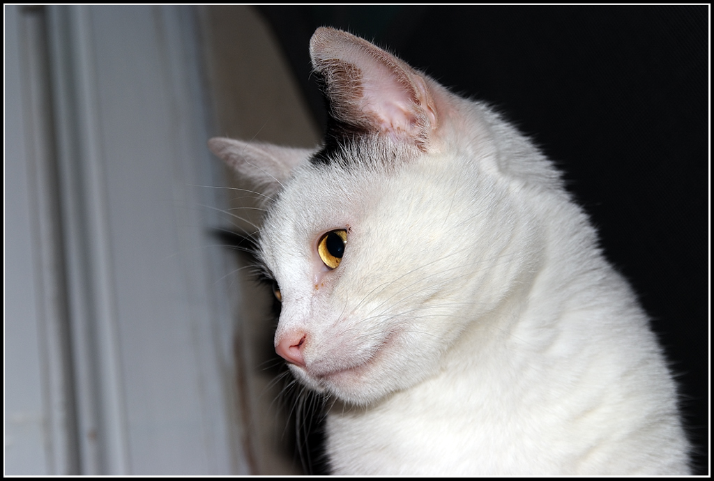 Miao?