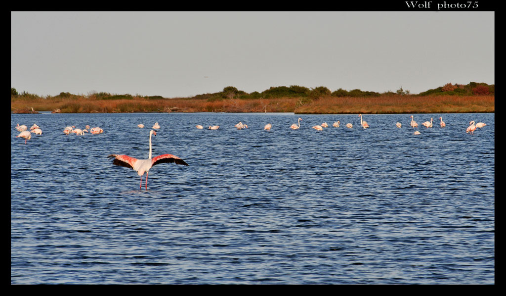 fenicotteri rosa