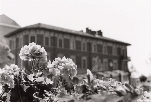Fiori