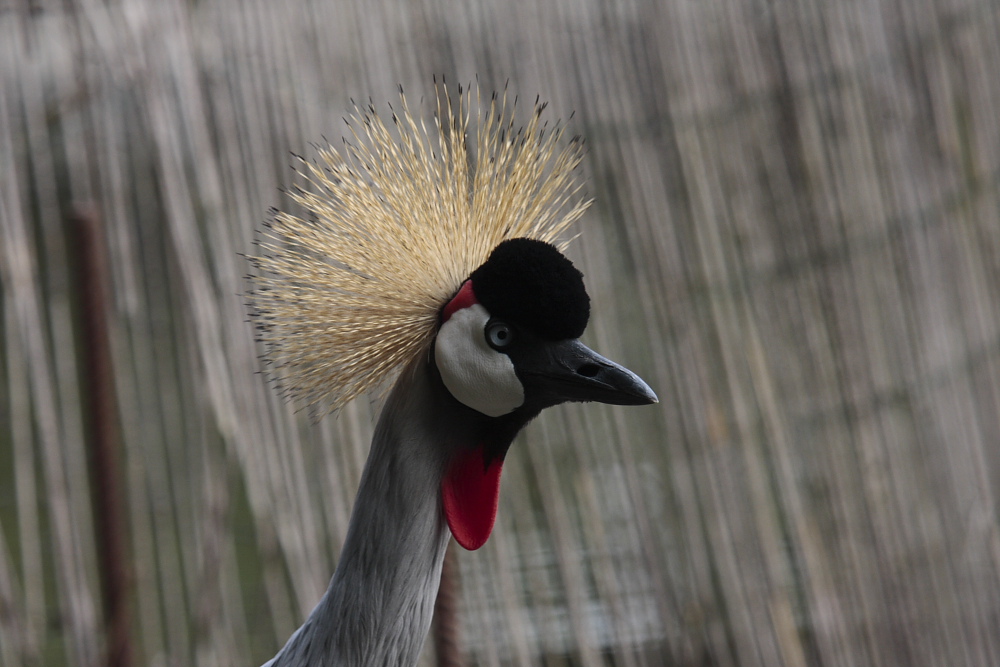 gru coronata