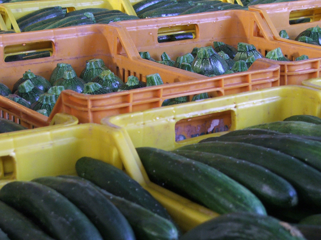 Zucchine e cetrioli